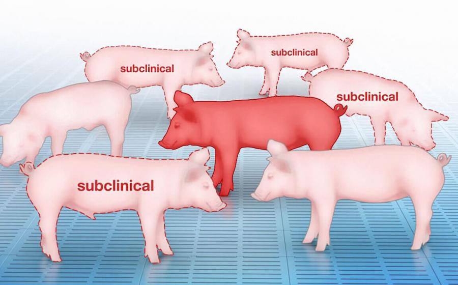 ΣΠΥΡΟΣ ΔΙΑΜΑΝΤΙΔΗΣ ΟΜΟΙΟΠΑΘΗΤΙΚΗ ΚΑΙ ΝΟΣΟΣ ΤΩΝ ΧΟΙΡΩΝ