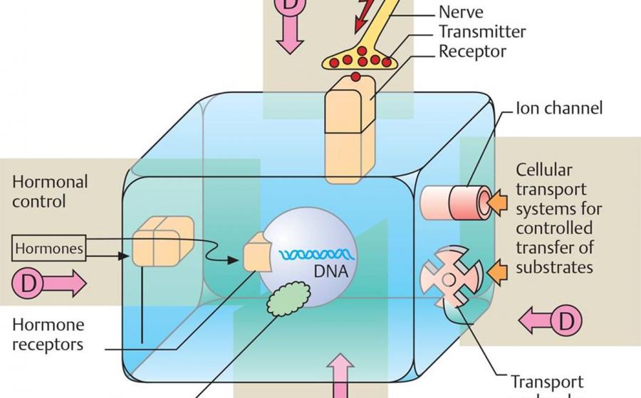 ΤΡΟΠΟΣ ΔΡΑΣΗΣ ΤΟΥ ΟΜΟΙΟΠΑΘΗΤΙΚΟΥ ΦΑΡΜΑΚΟΥ. Μέρος 1ο